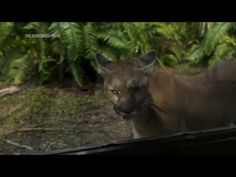 Endangered Florida panther faces dual threats of urban sprawl and increased traffic