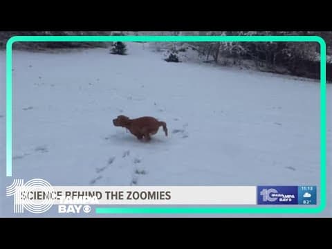 Does your pet get the zoomies? There is a science behind it.