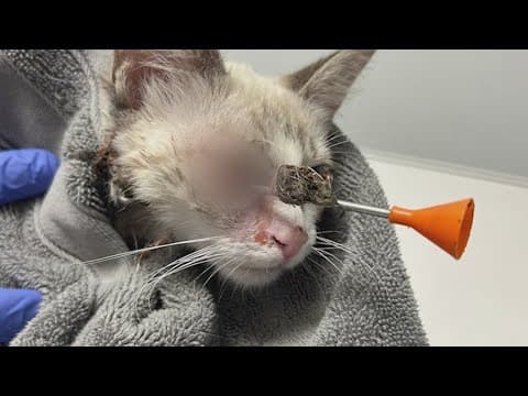 North Texas neighbors unite to rescue kitten shot in the face with a dart