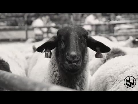 Mutton Bustin': The revenge tour