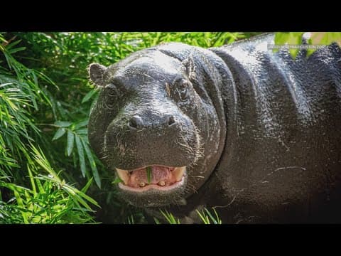 Meet Akobi, the new pygmy hippo at the Houston Zoo