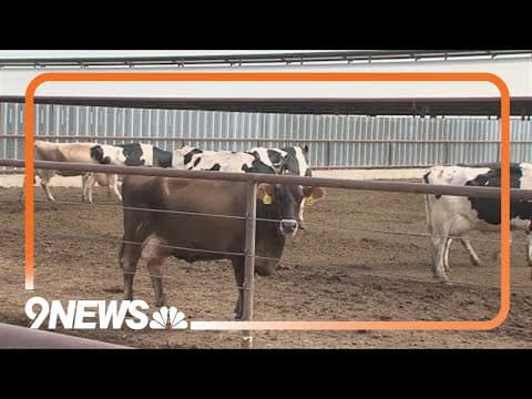 Concern growing over bird flu