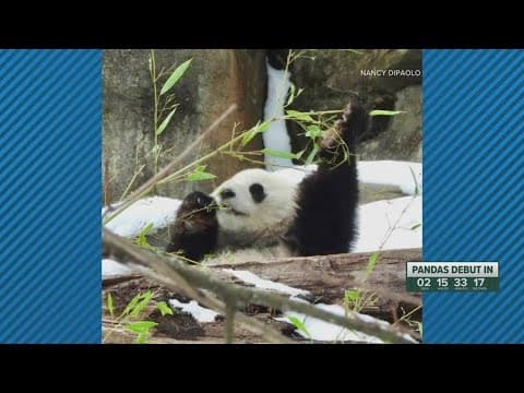 National Zoo invites members to get a first look at the giant pandas