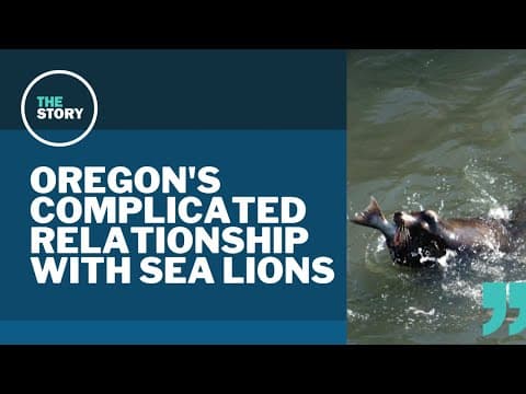 Despite protections, Oregon has killed hundreds of sea lions