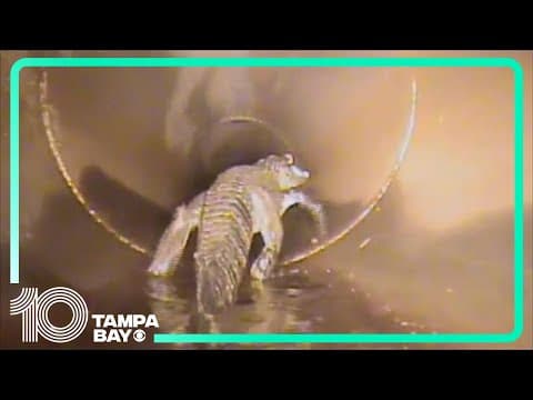 Stormwater crew finds a 5-foot alligator hanging out in pipe