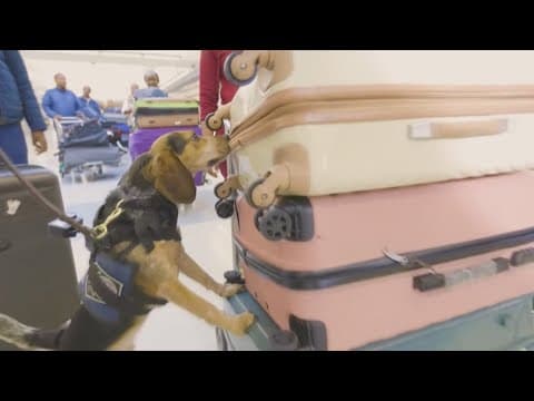 K9 back on duty after being attacked at Dulles Airport