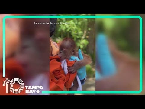 Endangered Sumatran Orangutan born at Sacramento Zoo