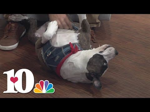 Meet the Pet of the Week: Beauty