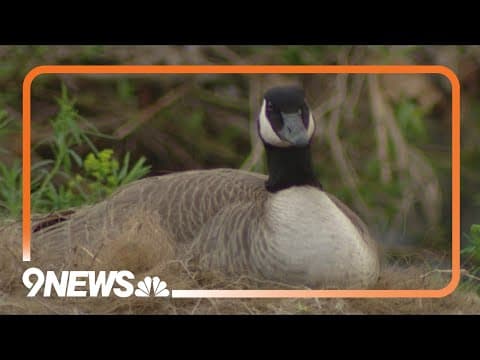 Goose nests along Cherry Creek Trail