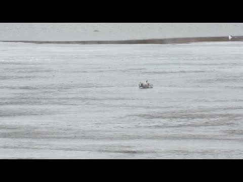 Hundreds of cranes found dead across Indiana from suspected bird flu