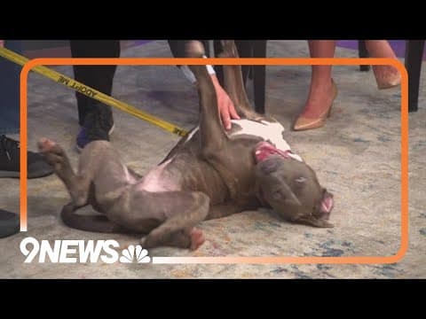 Extremely playful and sweet pup needs a forever home