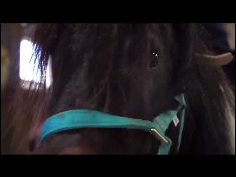 Mini horse joins New Orleans Police Department