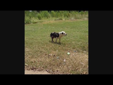 Celebrating the life of a donor dog