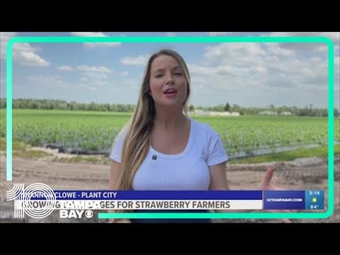 Florida strawberry farmers face growing challenges with new development