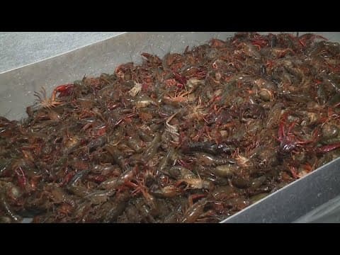 Snow not expected to halt crawfish production