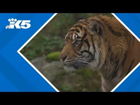 Tiger living at Point Defiance Zoo & Aquarium euthanized over the weekend