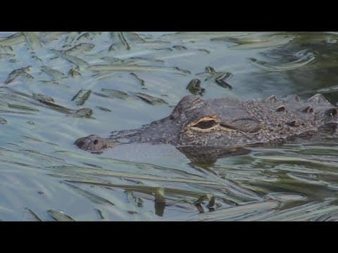 'Mr. Pickles' the alligator may be forced to leave his Seminole hangout