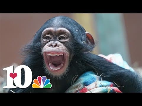 Adorable baby chimpanzee Stevie makes her public debut at Zoo Knoxville