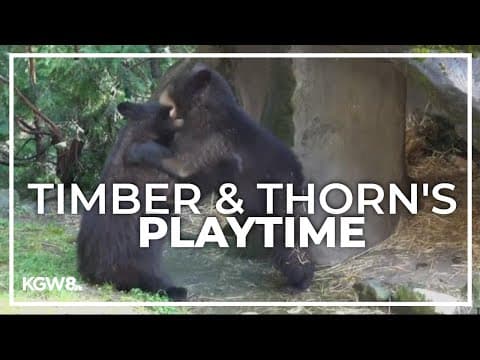 Oregon Zoo bears come out to play