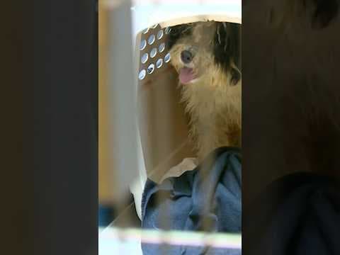 Who dumped these doodles? Over 18 found roaming Whatcom County that don’t know how to be normal dogs