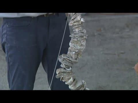 'Oyster ropes' being used to grow more oysters
