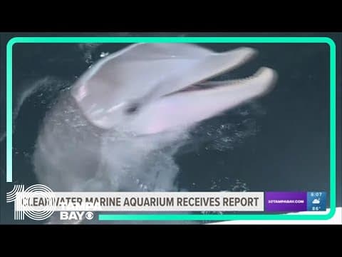 Clearwater Marine Aquarium receives audit results following recent dolphin deaths