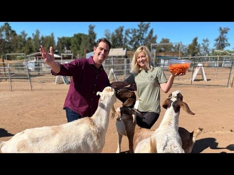 'The Open Barn' provides sanctuary for rescued farm animals in Ramona