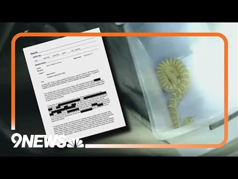 Colorado officer shocked to find a rattlesnake during car search
