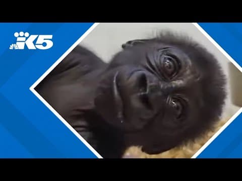 Baby gorilla Abeo successfully introduced to foster mother at Louisville Zoo