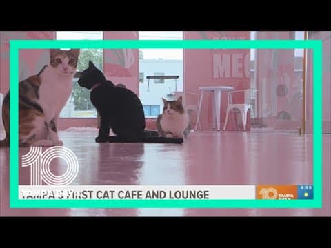 Cats and caffeine: Take a yoga class at Tampa's first cat cafe