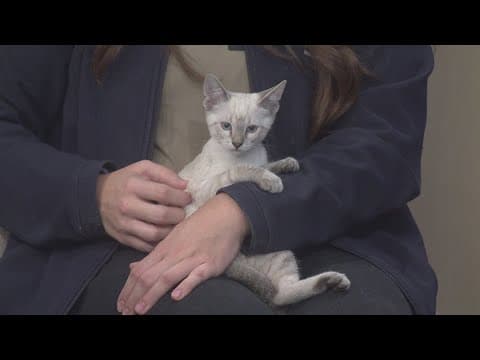 LASPCA: Signs of heat exhaustion