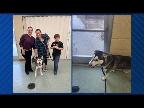 Family drives over 2,600 miles to adopt Harvey the husky in San Diego