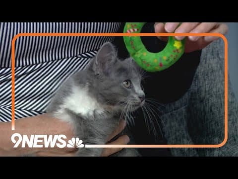 Playful, cuddly and curious kittens up for adoption