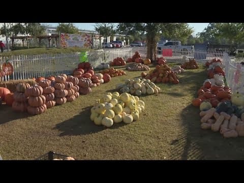 How do pumpkins handle Houston's heat?