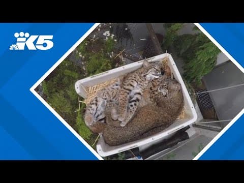 PAWS gears up for 'Wild Night' gala to continue Washington wildlife rescue, pet adoptions