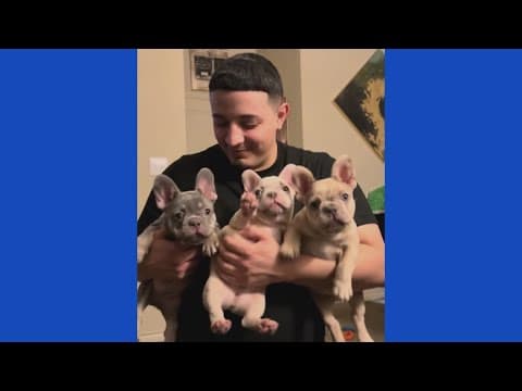 Katy family heartbroken after trio of French Bulldogs stolen from apartment