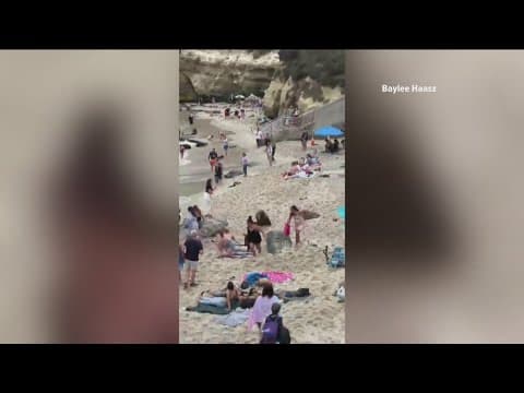 Sea lions charge La Jolla Cove visitors during pupping season
