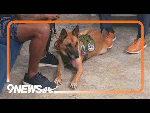 Organization helps military, law enforcement dogs retire