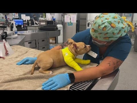 Giving Tuesday | Many San Diego nonprofits can use help this holiday season