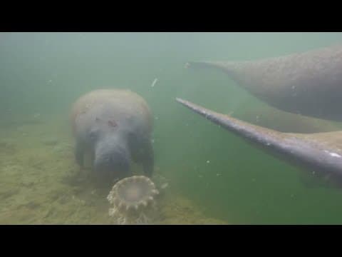 Seasonal manatee protection zones are in effect for boaters