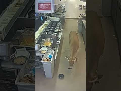 Patrons at Noodles & Company were caught like deer in headlights when a buck joined them for lunch.