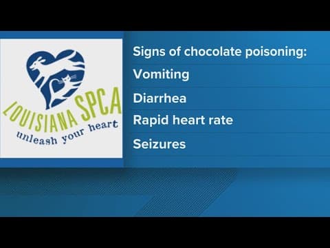 Easter pet safety tips