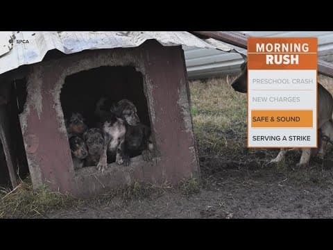 Dogs rescued from North Texas dogfighting ring