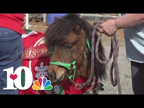 TN miniature horse rescue holiday event
