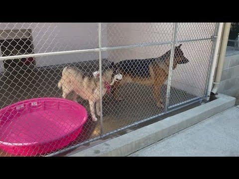 How to keep your pets safe on 4th of July