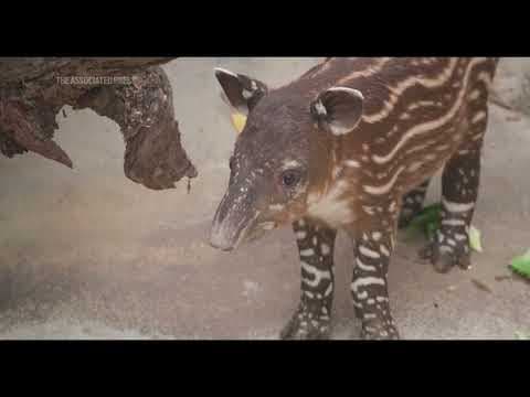 Baby tapir makes its zoo debut wiggling its nose at the world