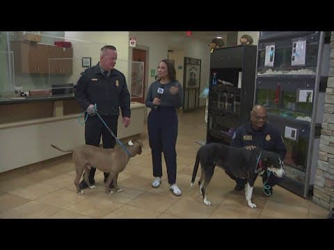 Chief vs. Chief: Fairfax County police and fire face off for dog adoption bowl