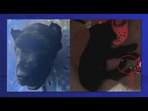 Puppy stolen from DC boat, police ask for help finding 'Pepper'