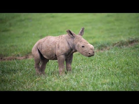 The Wilds welcomes birth of white rhino