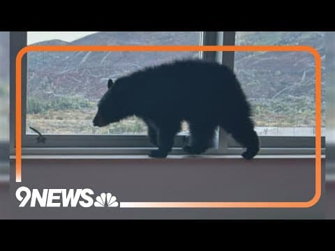 Bear cub sniffs its way into Colorado school’s cafeteria